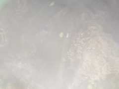 Girella nigricans