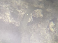 Girella nigricans