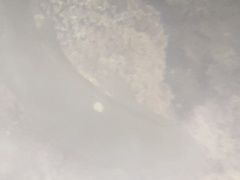 Girella nigricans