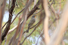 Pachycephala rufogularis