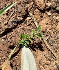 Ceanothus roderickii
