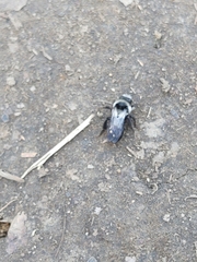 Andrena cineraria