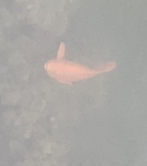 Hypsypops rubicundus