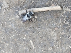 Andrena cineraria