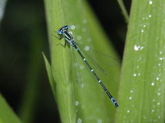 Austroagrion exclamationis