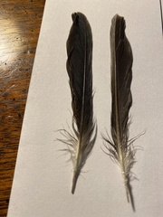 Pipilo erythrophthalmus