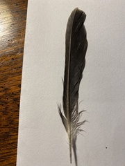 Pipilo erythrophthalmus