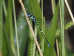 Austroagrion exclamationis