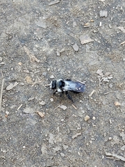 Andrena cineraria