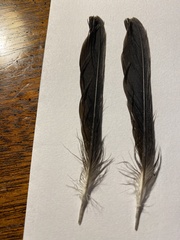 Pipilo erythrophthalmus