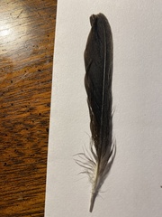 Pipilo erythrophthalmus