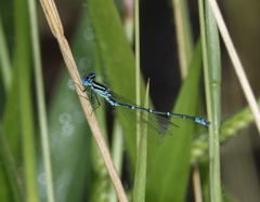 Austroagrion exclamationis