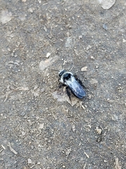 Andrena cineraria