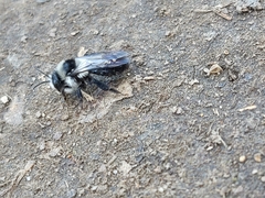 Andrena cineraria