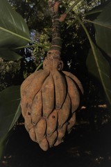 Magnolia ofeliae