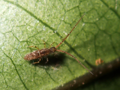 Paronellidae