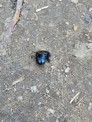 Andrena cineraria