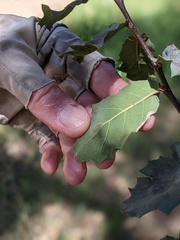 Quercus × ganderi