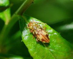 Chalcolampra pustulata