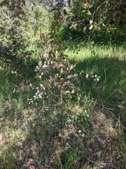 Quercus × ganderi