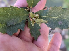 Quercus × ganderi