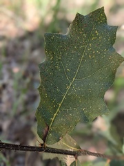 Quercus × ganderi