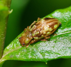 Chalcolampra pustulata