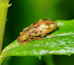 Chalcolampra pustulata