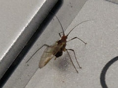 Macrosiphum rosae