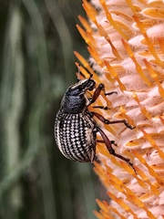 Catasarcus bilineatus