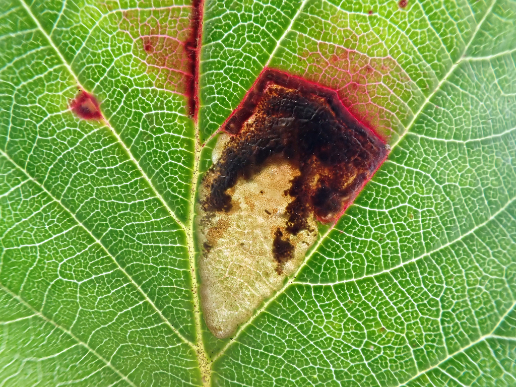 Coast Bramble Pigmy