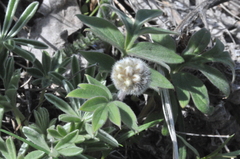Hydrophyllum capitatum thompsonii