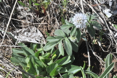 Hydrophyllum capitatum thompsonii