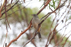 Pachycephala rufogularis