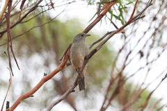 Pachycephala rufogularis