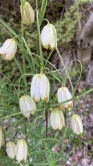 Fritillaria thunbergii