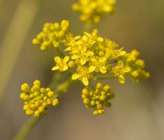 Isatis tinctoria