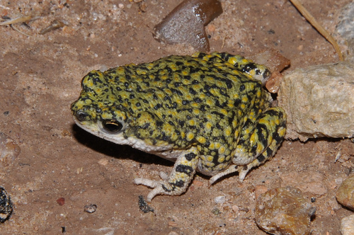 Chihuahuan Green Toad