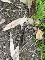 Pseudemoia rawlinsoni