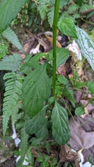 Veronicastrum loshanense
