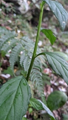 Veronicastrum loshanense