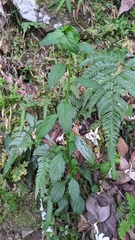 Veronicastrum loshanense