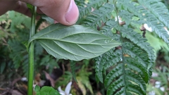 Veronicastrum loshanense