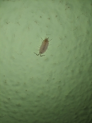 Porcellionides pruinosus