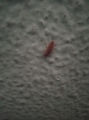 Porcellionides pruinosus