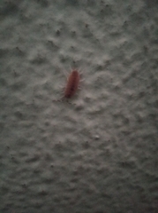 Porcellionides pruinosus