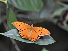 Vindula arsinoe