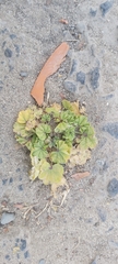 Malva parviflora