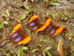 Marpesia marcella marcella