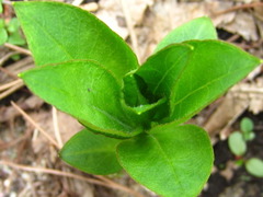 Lysimachia clethroides